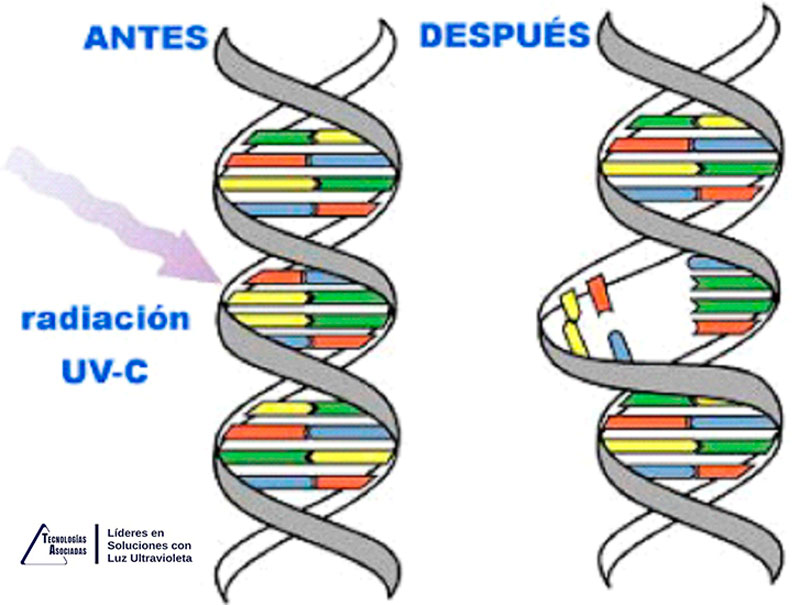 Desinfección sin residuos químicos