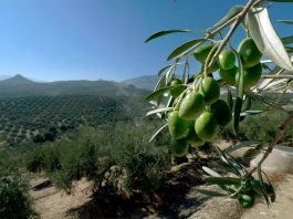 Aceite de Oliva del Valle del Huasco y su aporte en la salud