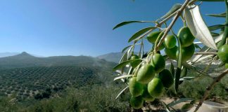Aceite de Oliva del Valle del Huasco y su aporte en la salud