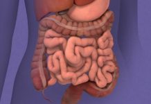 Investigador de Mayo Clinic encuentra posible vía microbiana para tratar síntomas del síndrome del colon irritable y disminuir el dolor abdominal