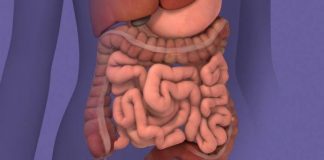 Investigador de Mayo Clinic encuentra posible vía microbiana para tratar síntomas del síndrome del colon irritable y disminuir el dolor abdominal