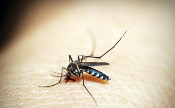 Janssen anuncia un nuevo mecanismo de acción contra el dengue, que se muestra prometedor en datos publicados en Nature