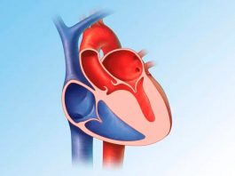 Mayo Clinic Healthcare añade exámenes y tratamiento para personas con afecciones cardíacas hereditarias