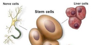 Encuesta de Mayo Clinic analiza por qué los pacientes solicitan tratamientos con células madre