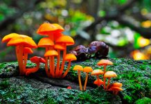 hongos y sus beneficios farmacológicos