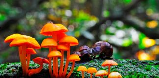 hongos y sus beneficios farmacológicos
