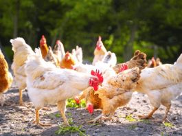 Tras nuevos brotes de gripe aviar Veganuary llama a probar sustitutos vegetales de pollo y huevos