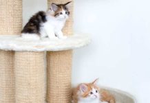 Esterilización en gatos: Todo lo que debes saber
